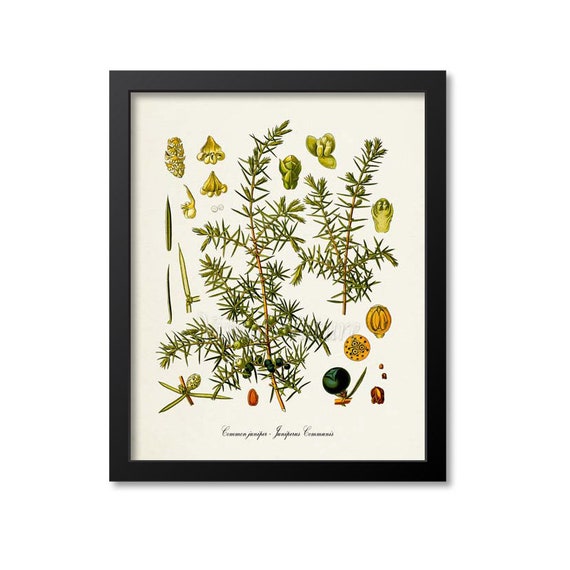 Juniper Botanical Art Print, Botanical Wall Decor