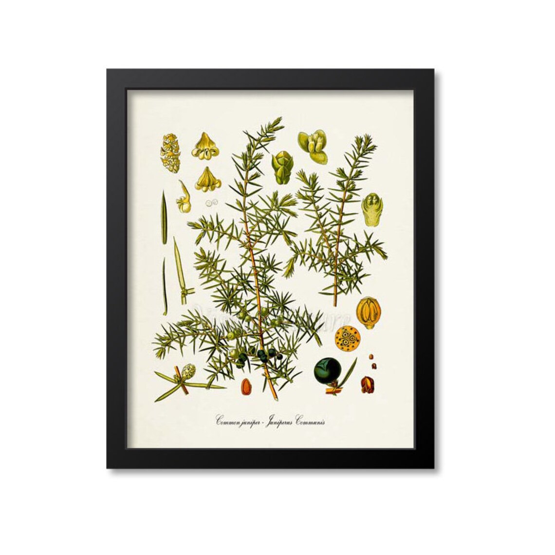 Juniper Botanical Art Print, Botanical Wall Decor