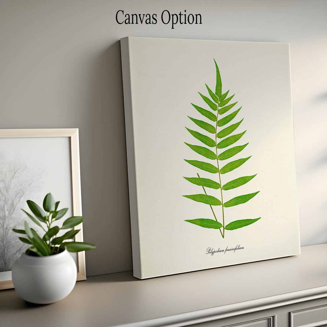 Polypodium Fraxinifolium Green Fern Botanical Print Vintage Style - Image 2
