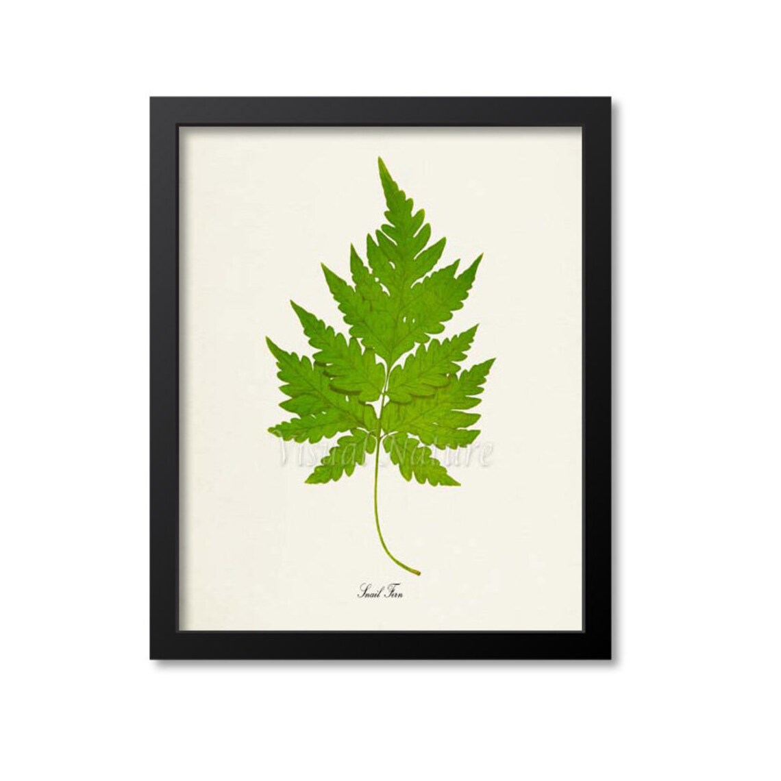 Snail Fern Botanical Poster, Nature Decor Art Print