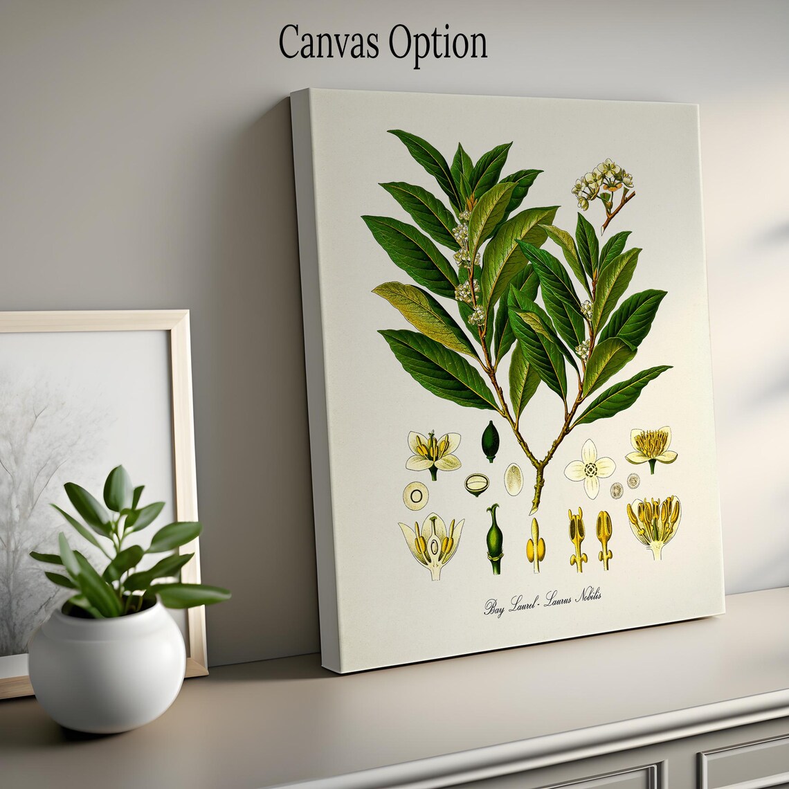 Bay Laurel Botanical Art Print, Laurus Nobilis - Image 2
