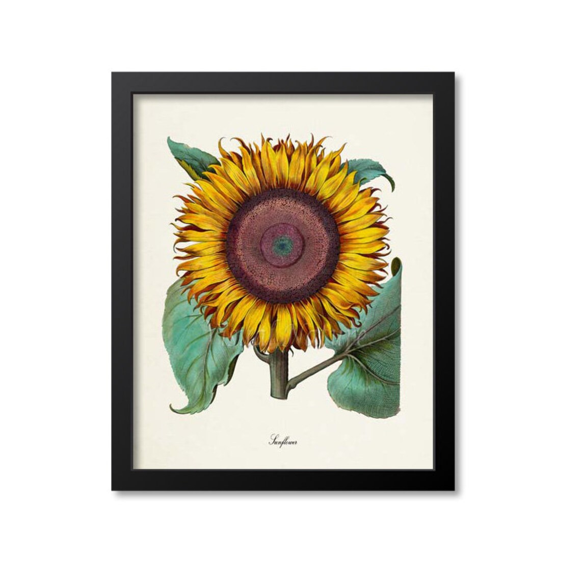 Sunflower Botanical Art Print, Floral Wall Art