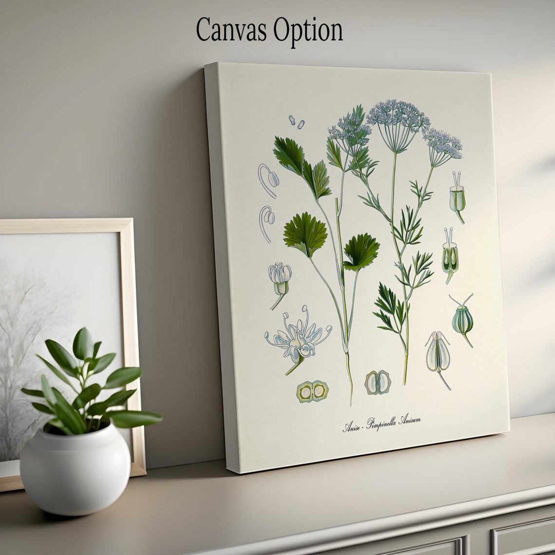 Anise Botanical Art Print, Pimpinella Anisum Study - Image 2