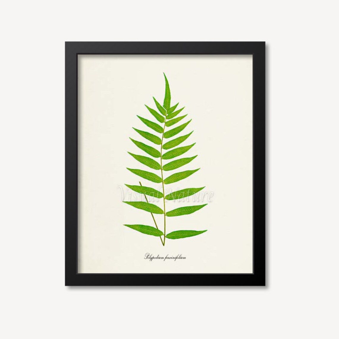 Polypodium Fraxinifolium Green Fern Botanical Print Vintage Style