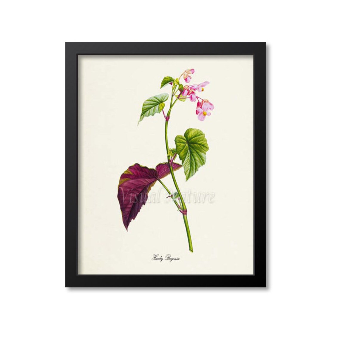 Hardy Begonia Flower Botanical Wall Art Print