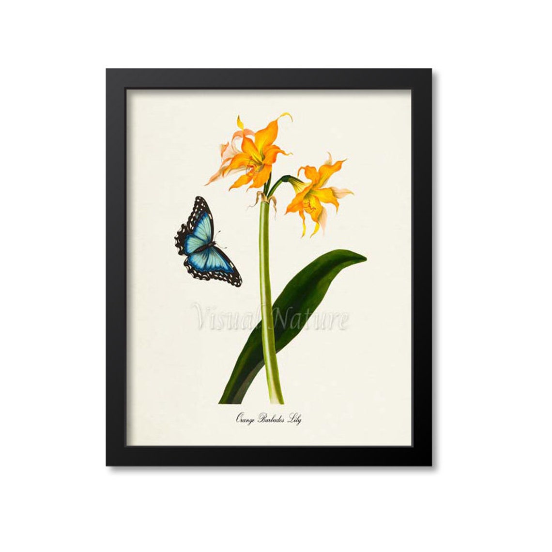 Orange Barbados Lily Flower Art Print Botanical Art Print Flower Wall Art Flower Print Floral Print Lily Art Print Butterfly Orange