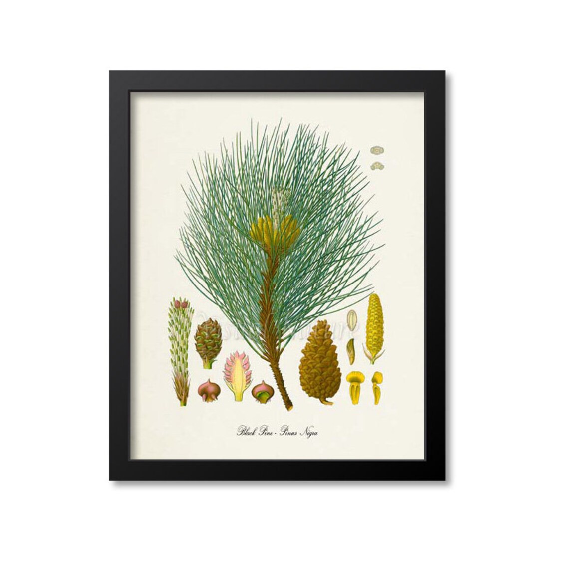 Black Pine Botanical Art Print, Pinus Nigra Pine Cone