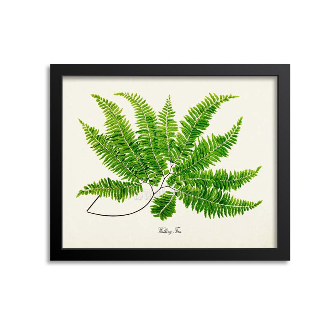 Walking Fern Botanical Art Print, Green Home Decor