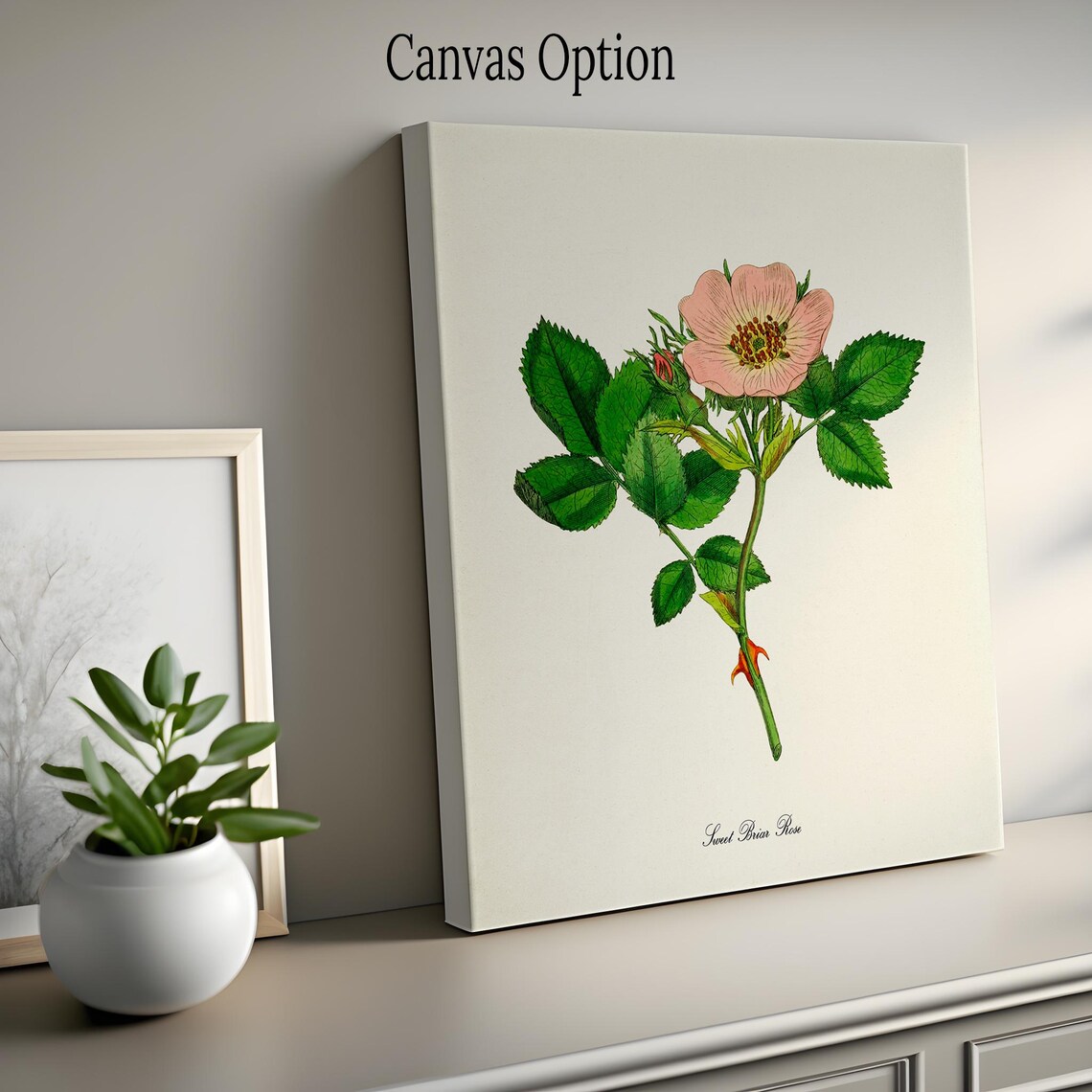 Sweet Briar Rose Botanical Art Print, Floral Print - Image 2