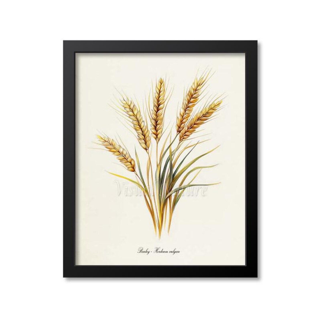 Golden Barley Hordeum Vulgare Wheat Ears Vintage Botanical Poster