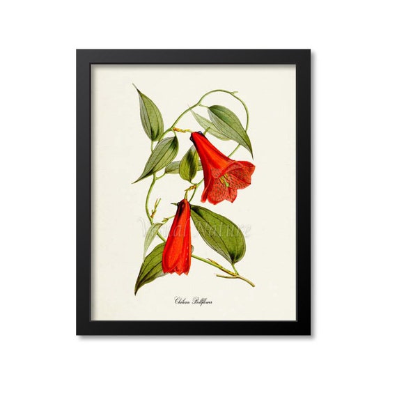 Chilean Bellflower, Copihue Chile Botanical Art Print