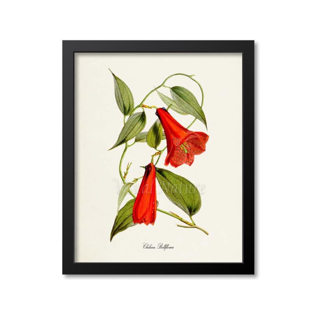 Chilean Bellflower, Copihue Chile Botanical Art Print