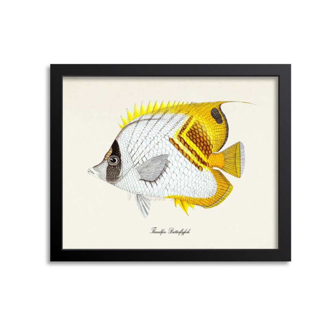 Threadfin Butterflyfish Art Print, Ocean Life