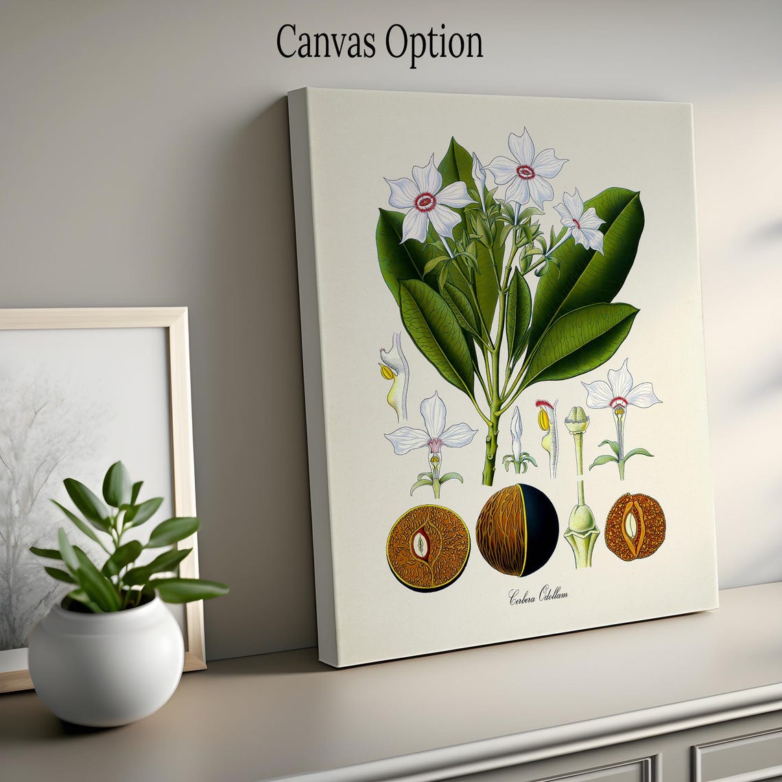 Cerbera Odollam White Blossom and Fruit Botanical Study Poster - Image 2