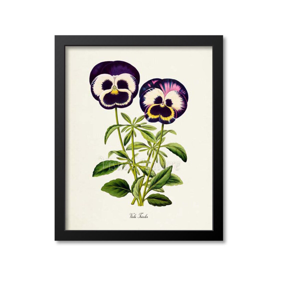 Viola Tricolor Pansy Botanical Flower Art Print