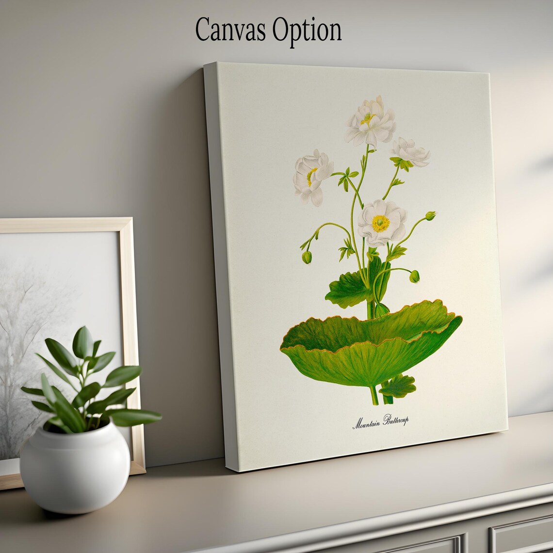 Mountain Buttercup Botanical Art Print, White Ranunculus - Image 2