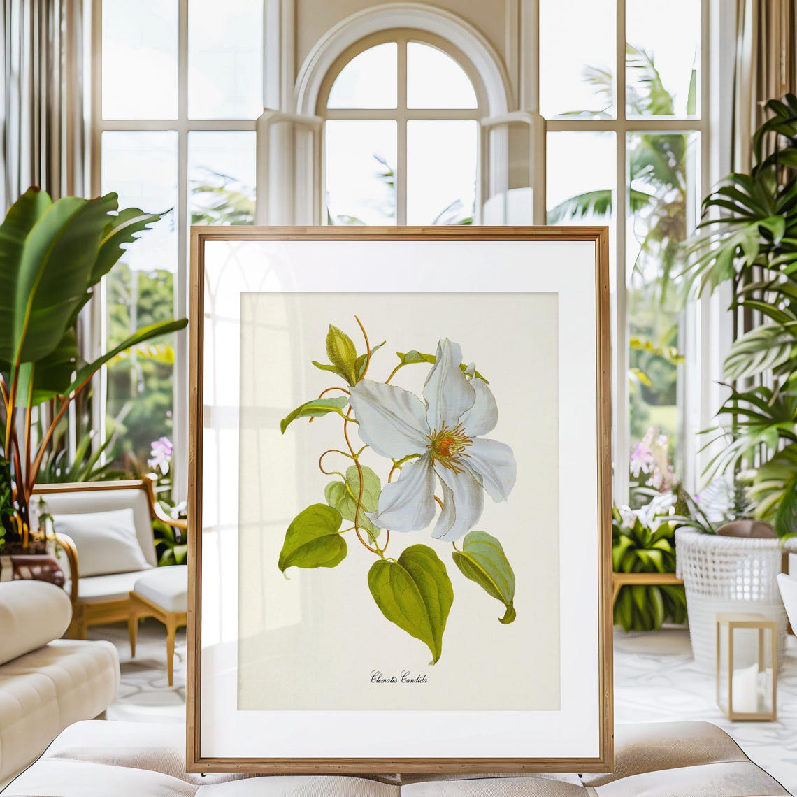 White Clematis Candida Large Star Bloom Vintage Botanical Poster - Image 3