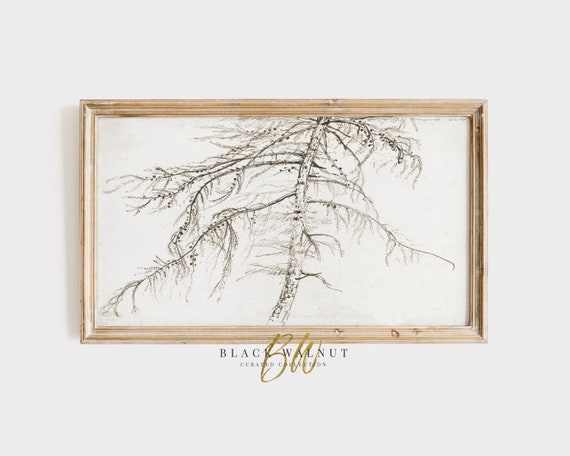 Tree Pencil Drawing Tv Art Vintage Tree Sketch For Frame Tv Abstract Larch Tree Antique Drawing Neutral Aesthetic
