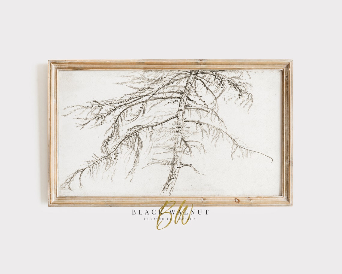 Tree Pencil Drawing Tv Art Vintage Tree Sketch For Frame Tv Abstract Larch Tree Antique Drawing Neutral Aesthetic