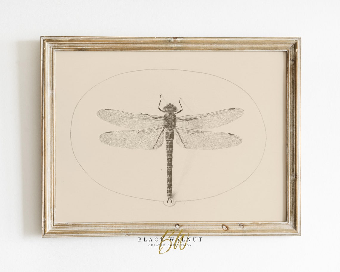 Antique Dragonfly Ink Study Sepia Insect Line Drawing Neutral Wall Art