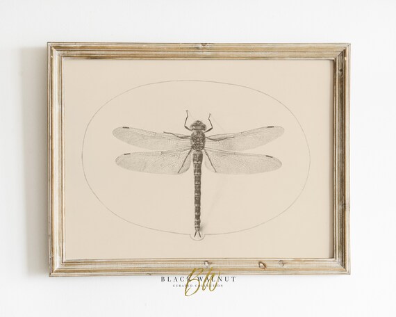 Dragonfly Vintage Sketch Antique Drawing Wall Art Farmhouse Decor French Country Decor Neutral Wall Art Horizontal Print