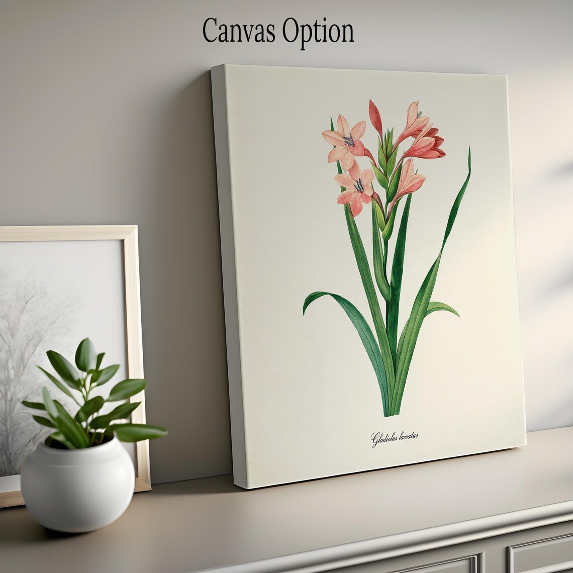 Gladiola Flower Botanical Art Print, Redoute Style - Image 2