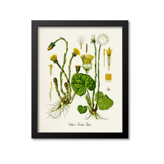 Coltsfoot Botanical Print, Tussilago Farfara Art Print