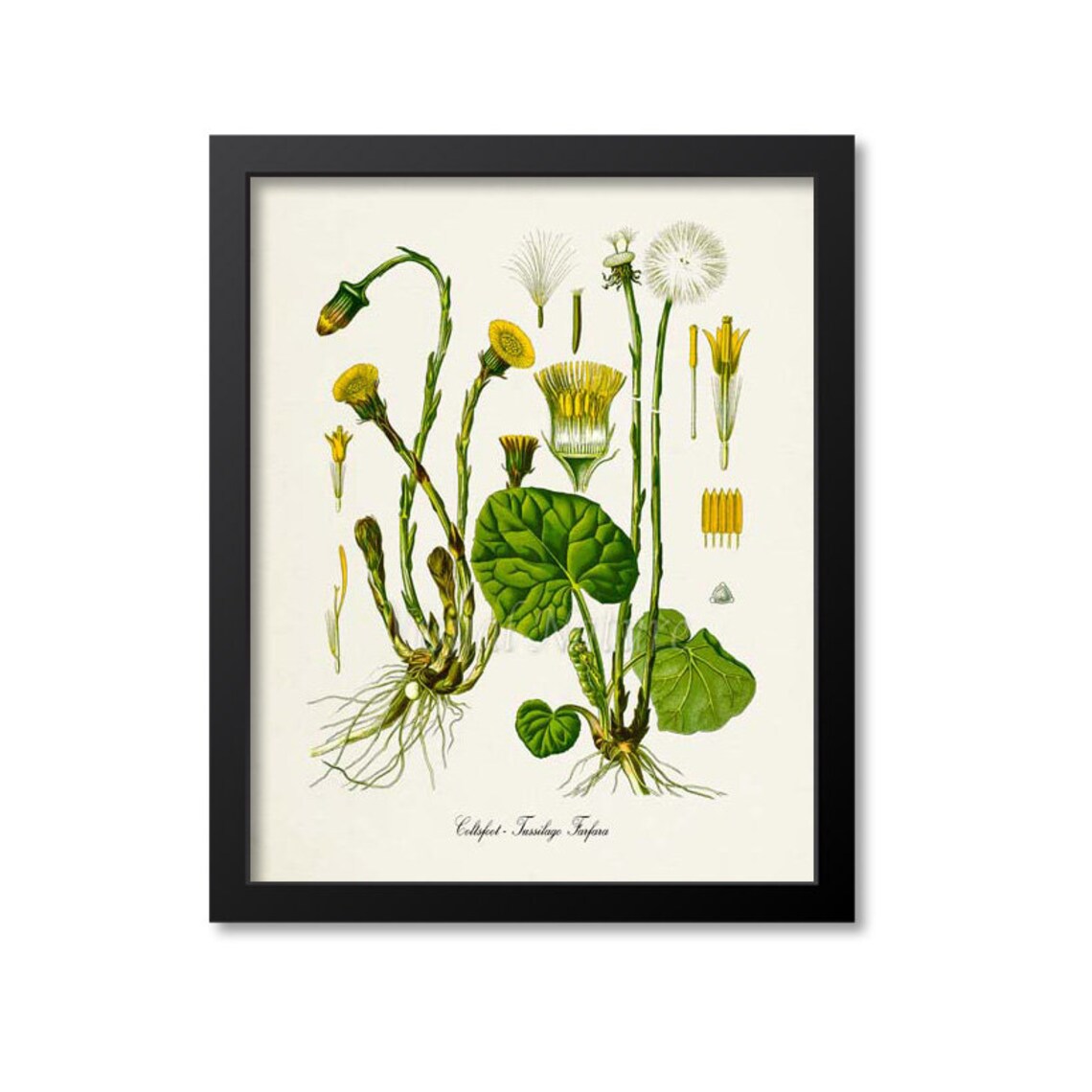 Coltsfoot Botanical Print, Tussilago Farfara Art Print
