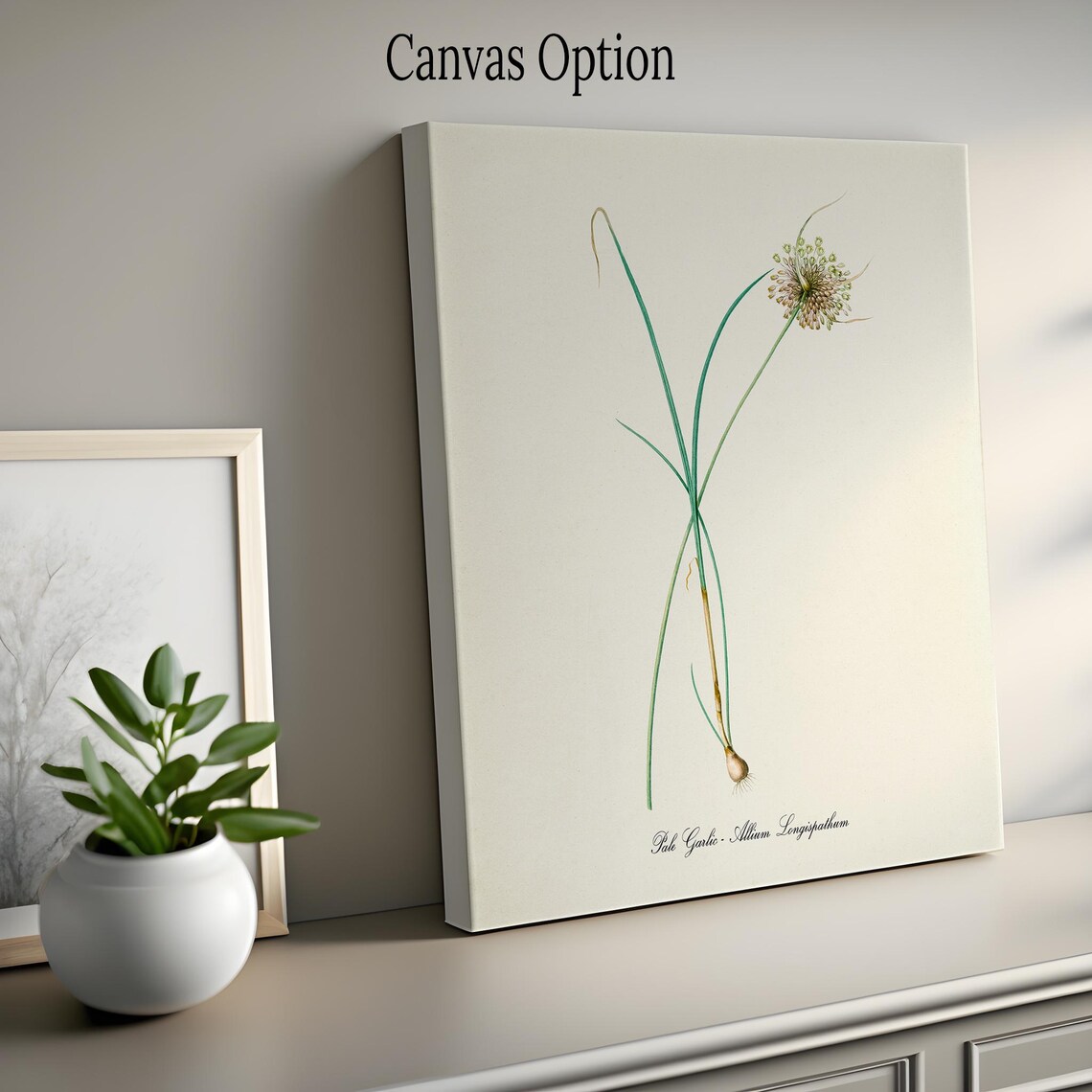Pale Garlic Botanical Print, Allium Longispathum - Image 2