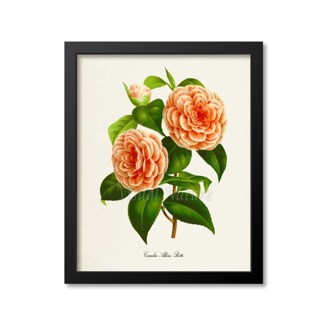 Camelia Albino Botti Botanical Flower Art Print