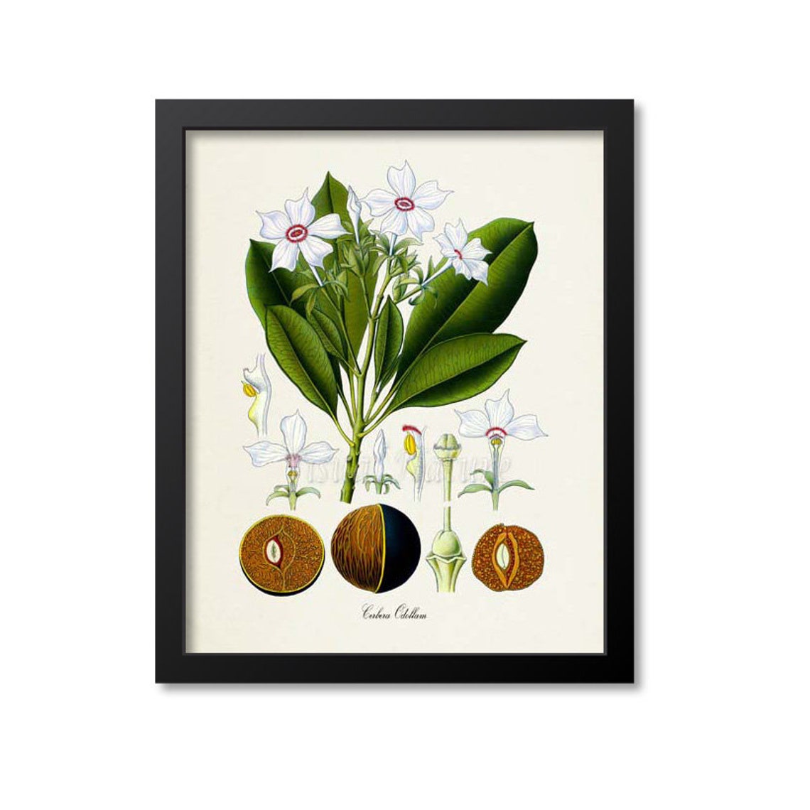 Cerbera Odollam White Blossom and Fruit Botanical Study Poster