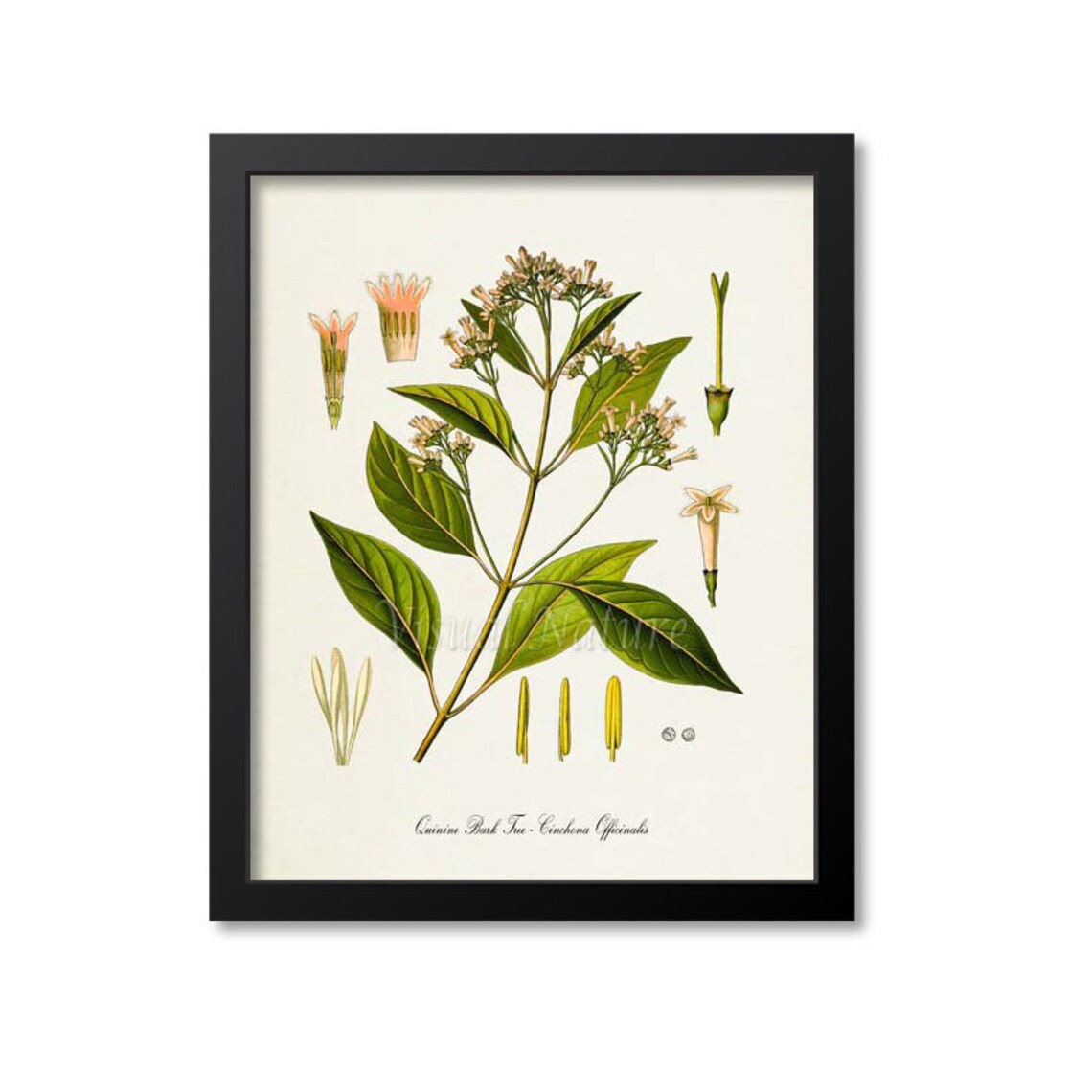 Quinine Bark Tree Botanical Art Print, Cinchona