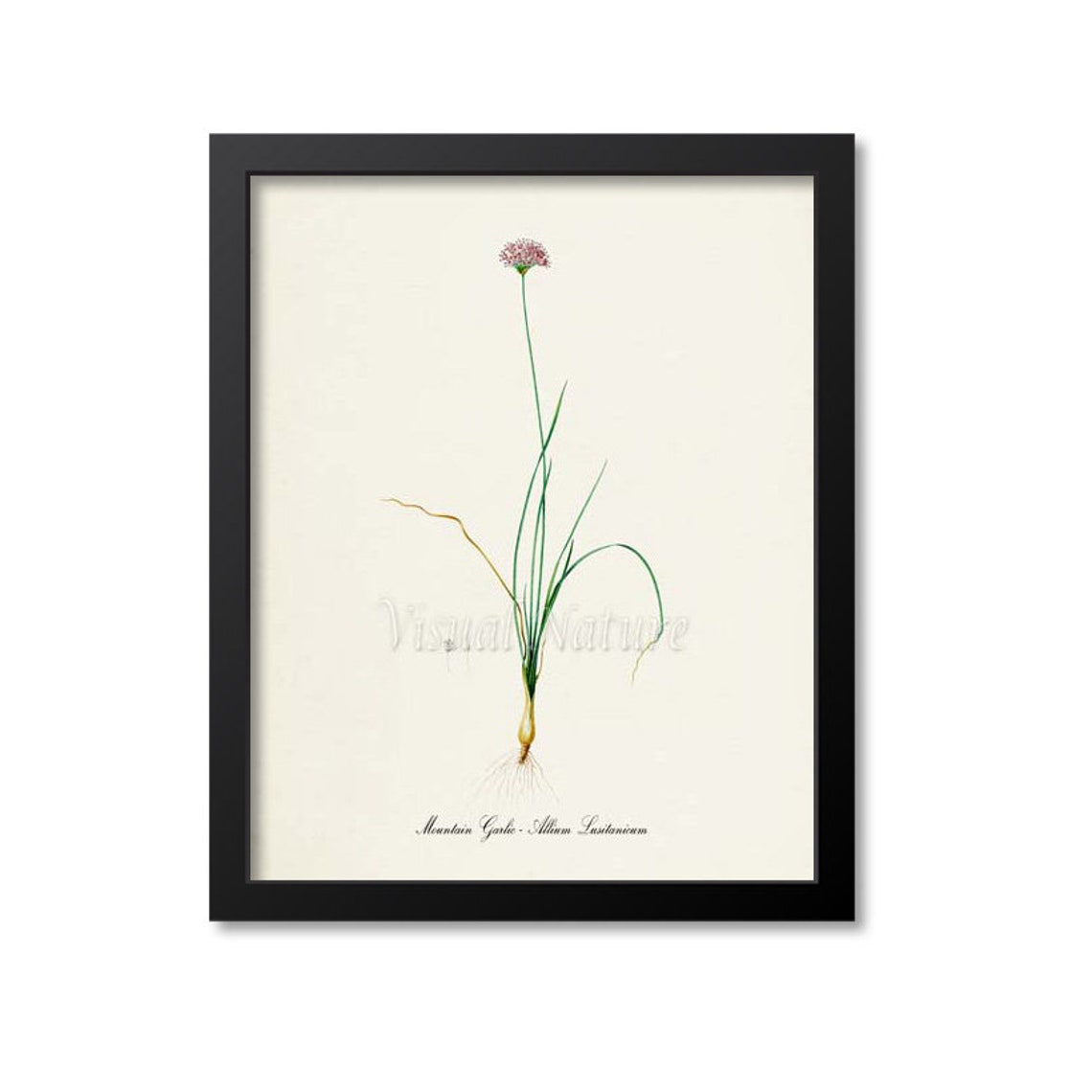 Mountain Garlic Allium Lusitanicum Delicate Vintage Herb Poster