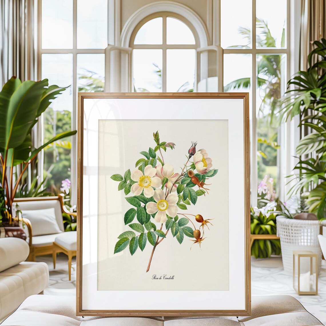 White Rose Botanical Wall Art Print, De Candolle - Image 3