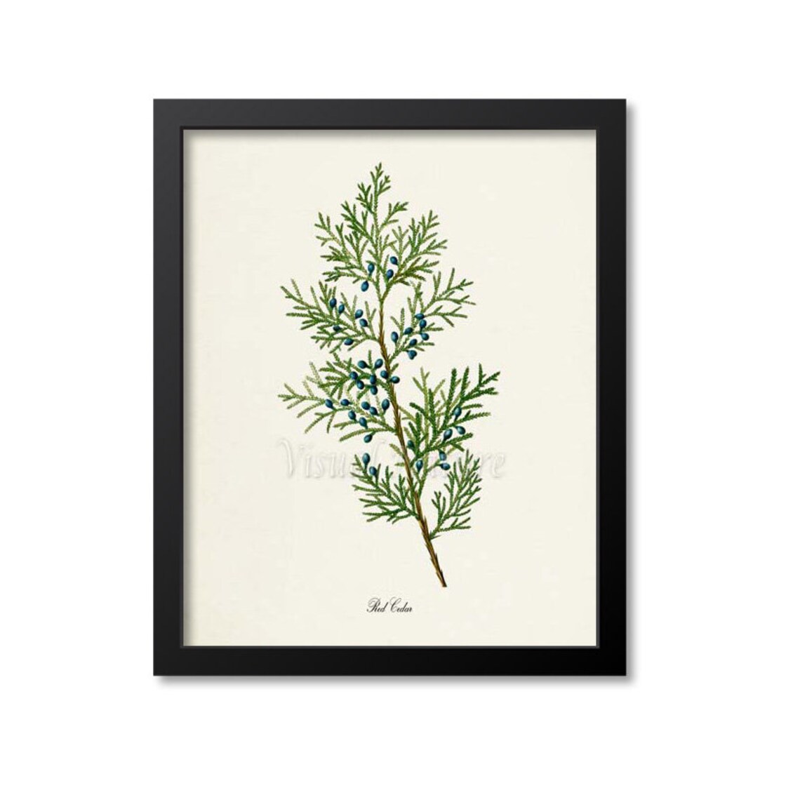 Red Cedar Tree Botanical Art Print, Botanical Decor