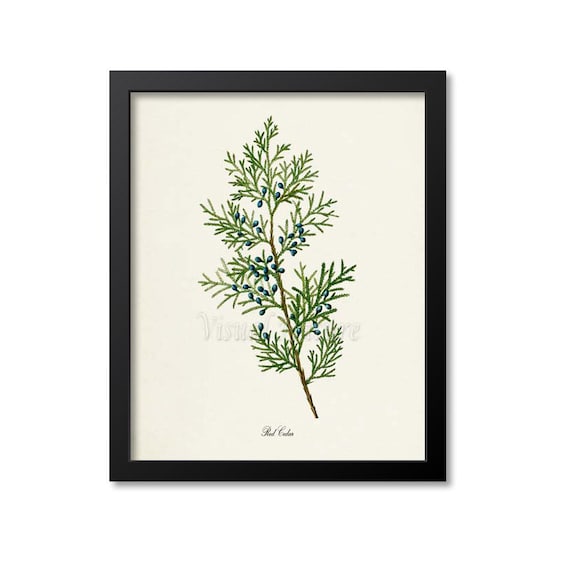 Red Cedar Tree Botanical Art Print, Botanical Decor