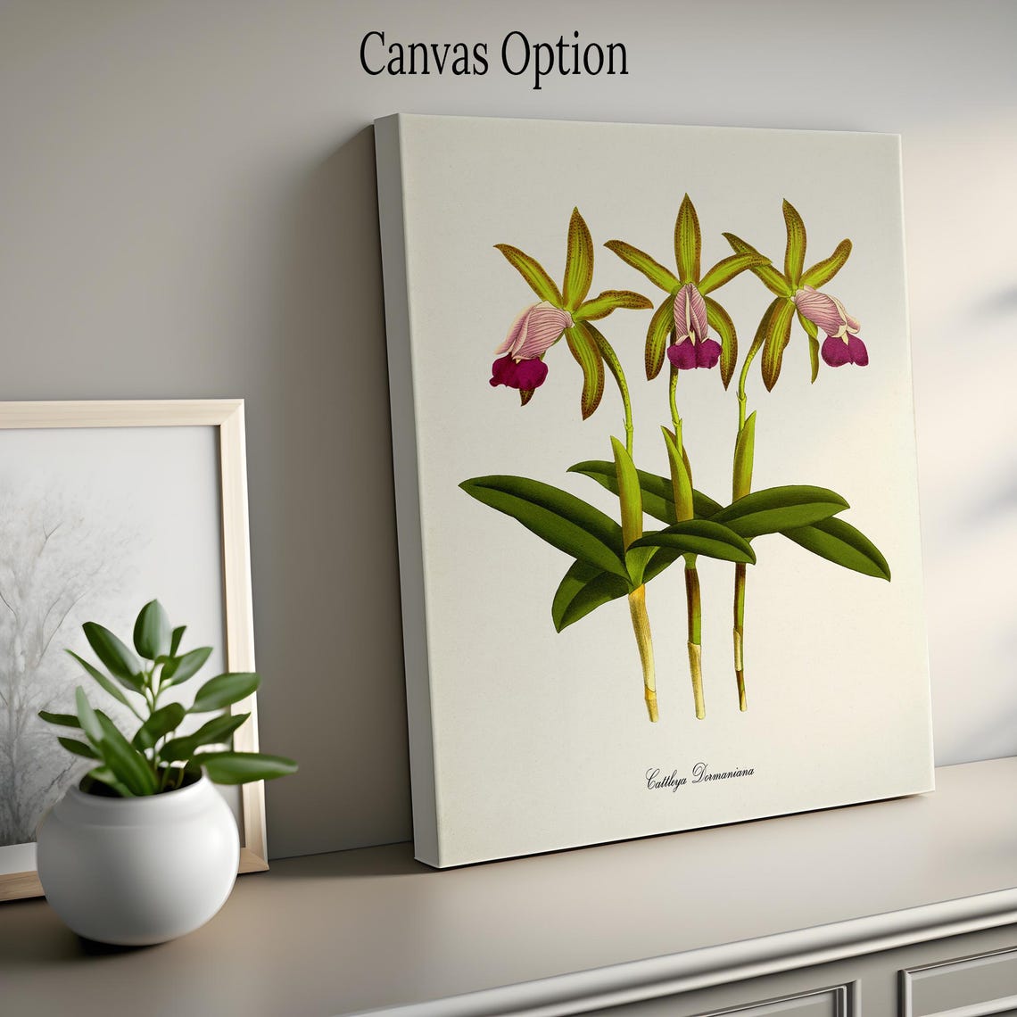 Cattleya Dormaniana Triple Stem Orchid Vintage Botanical Poster - Image 2