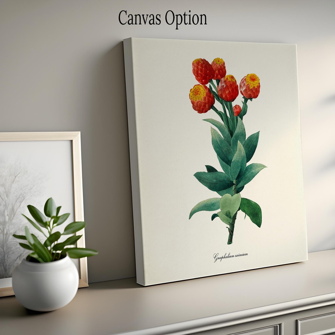 Gnaphalium Eximium Botanical Art Print, Redoute - Image 2