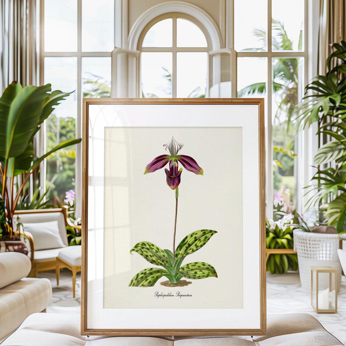 Paphiopedilum Purpuratum Orchid Flower Art Print - Image 3