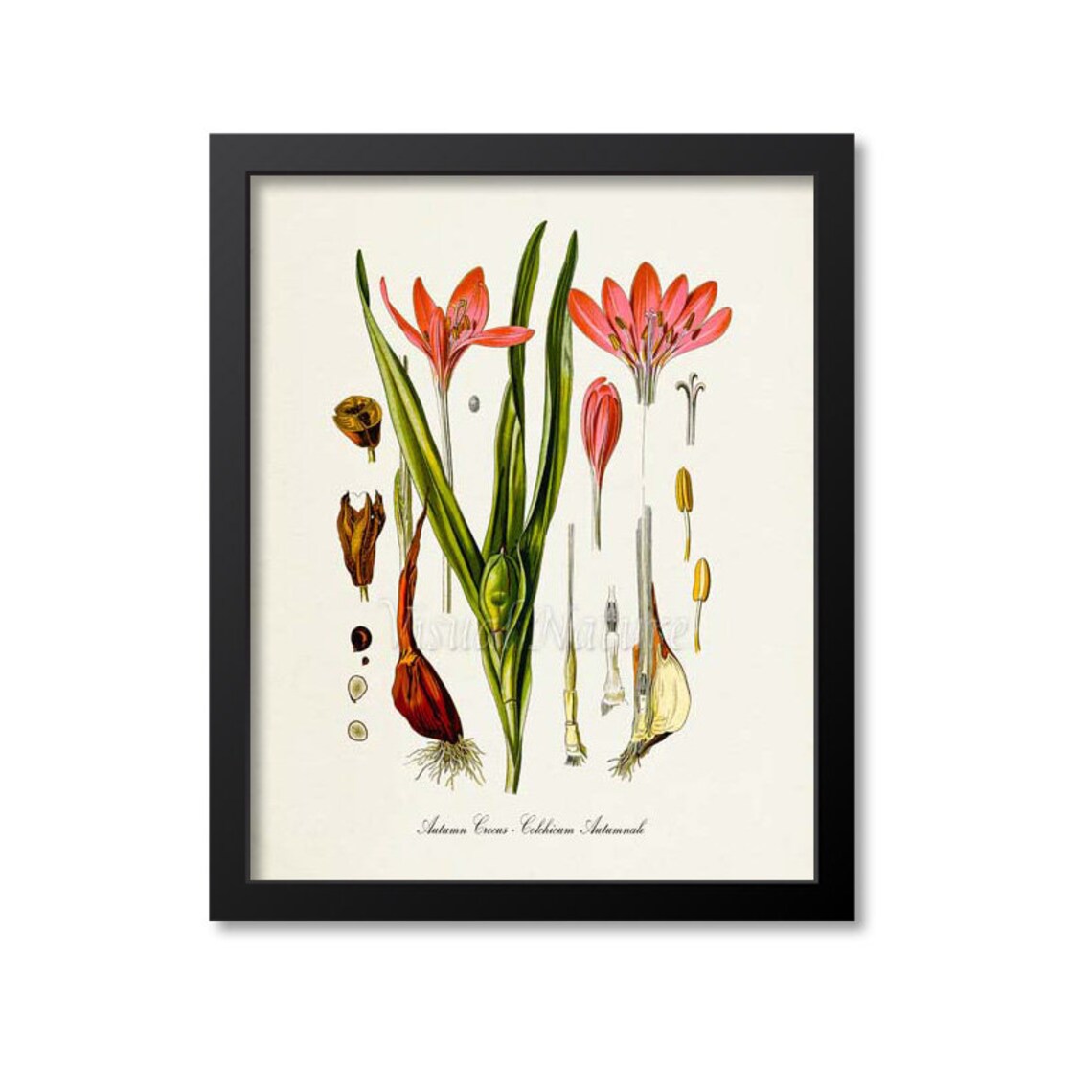 Autumn Crocus Botanical Art Print, Kitchen Wall Art