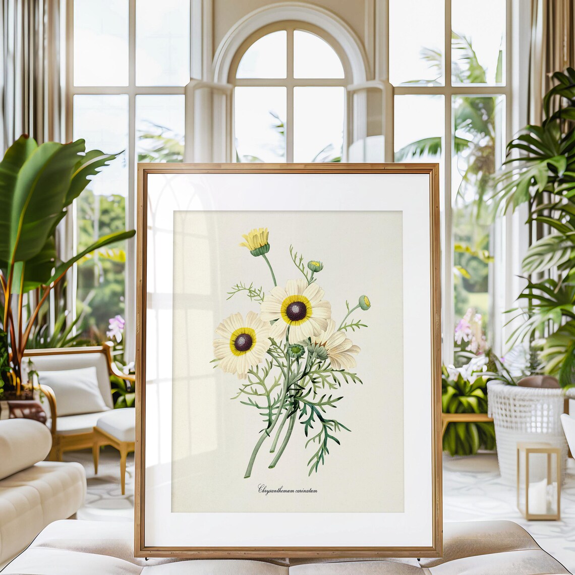 Painted Daisy Botanical Art Print, Redoute Style - Image 3