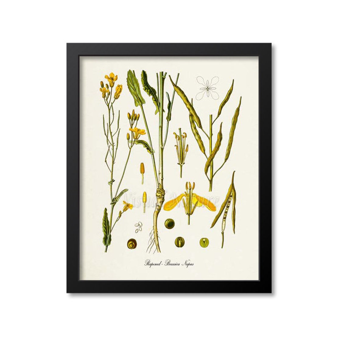 Rapeseed Brassica Napus Antique Botanical Scientific Plate Poster