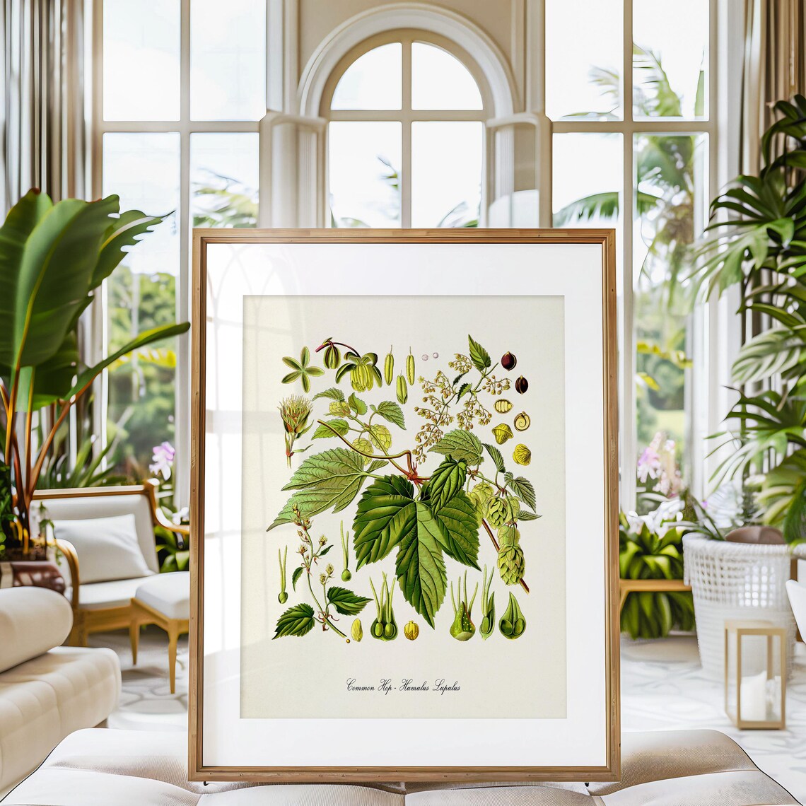 Common Hop Botanical Art Print, Humulus Lupulus - Image 3