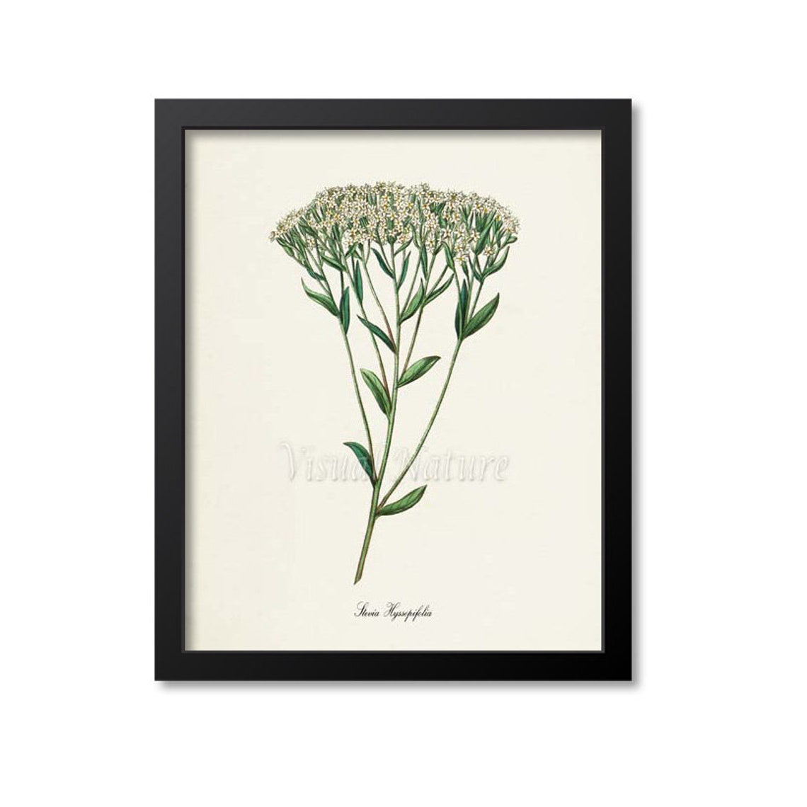 Stevia Hyssopifolia White Cluster Blossom Vintage Botanical Poster