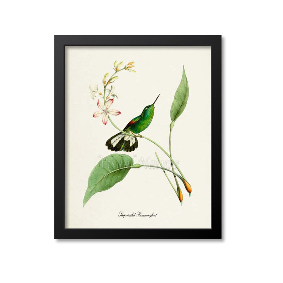 Stripe Tailed Hummingbird Floral Garden Art Print