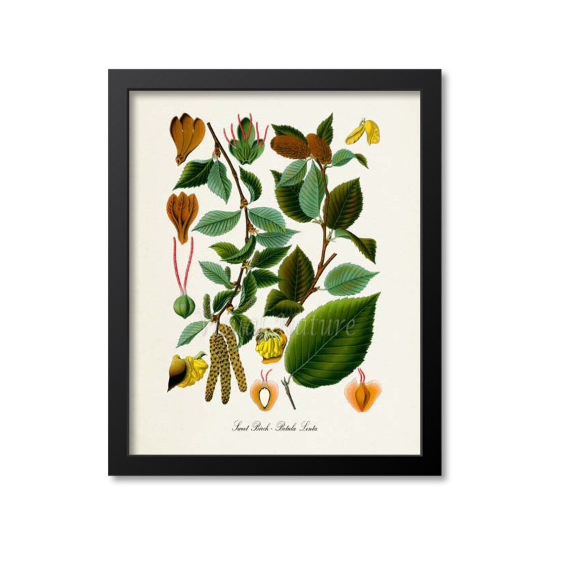 Sweet Birch Botanical Art Print, Kitchen Wall Art