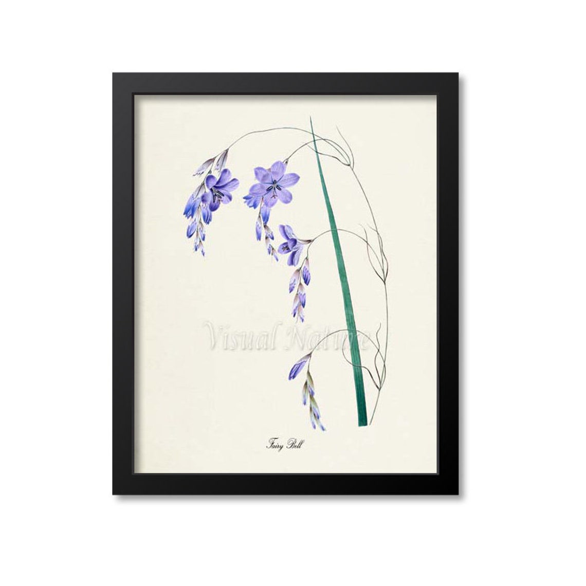 Fairy Bell Lavender Bluebell Arching Stems Vintage Flower Poster