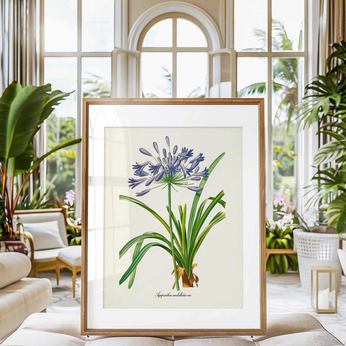 Redoute-Inspired Lily Of The Nile Botanical Art Print - Image 3
