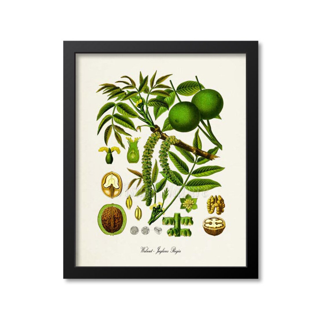Walnut Botanical Print, Juglans Regia Art Print