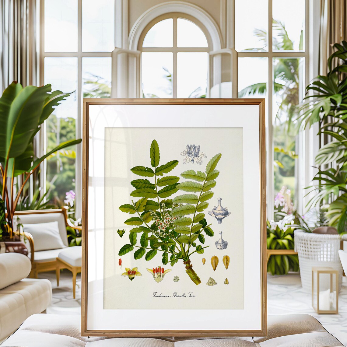 Frankincense Botanical Print, Boswellia Sacra Art Print - Image 3